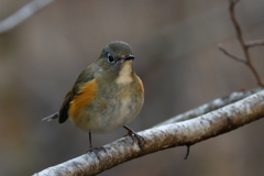 ルリビタキさん１