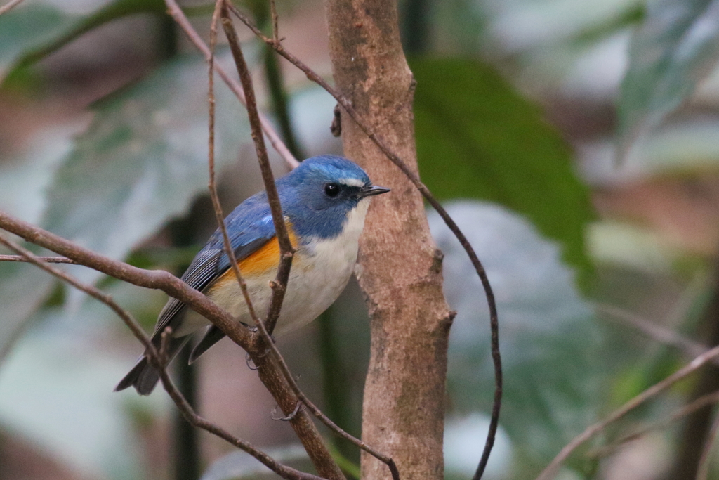 お初におめにかかります