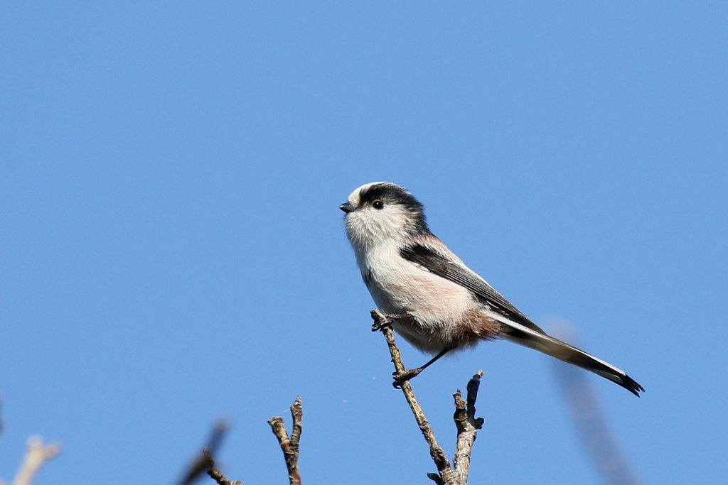 青空エナガちゃん