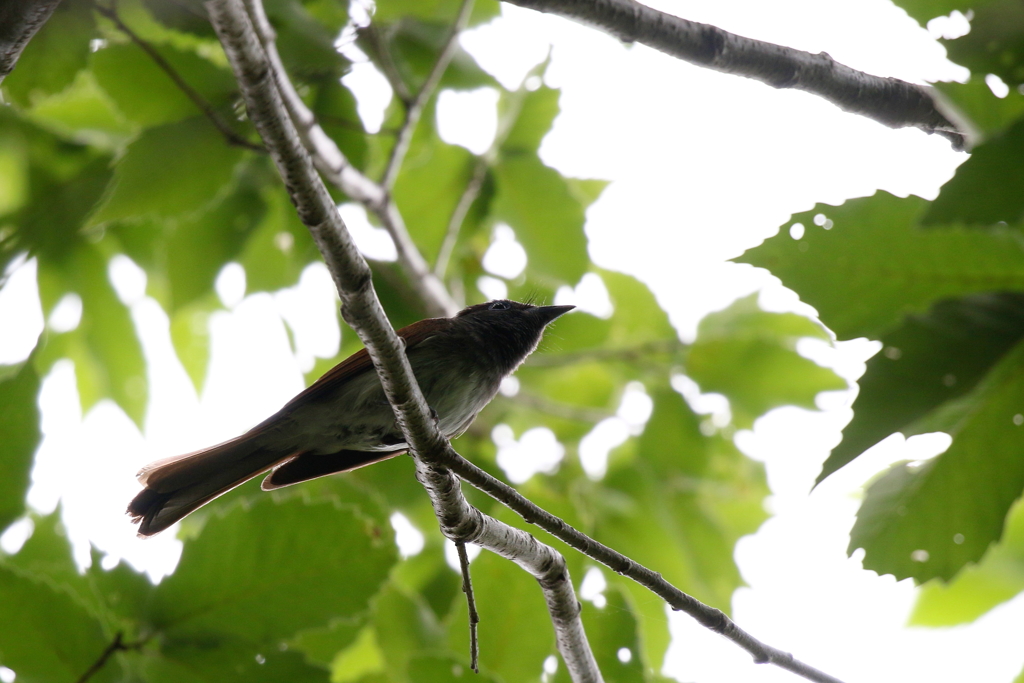 サンコウチョウさん