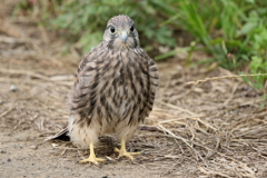 チョウゲンちび２