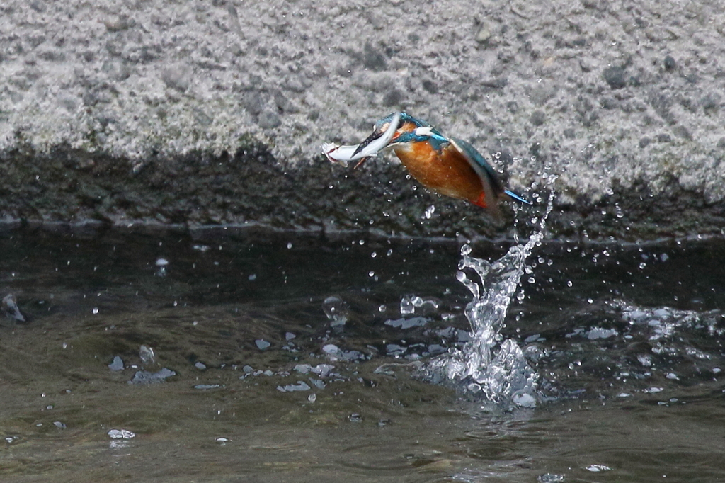 パパカワ　アユで～す