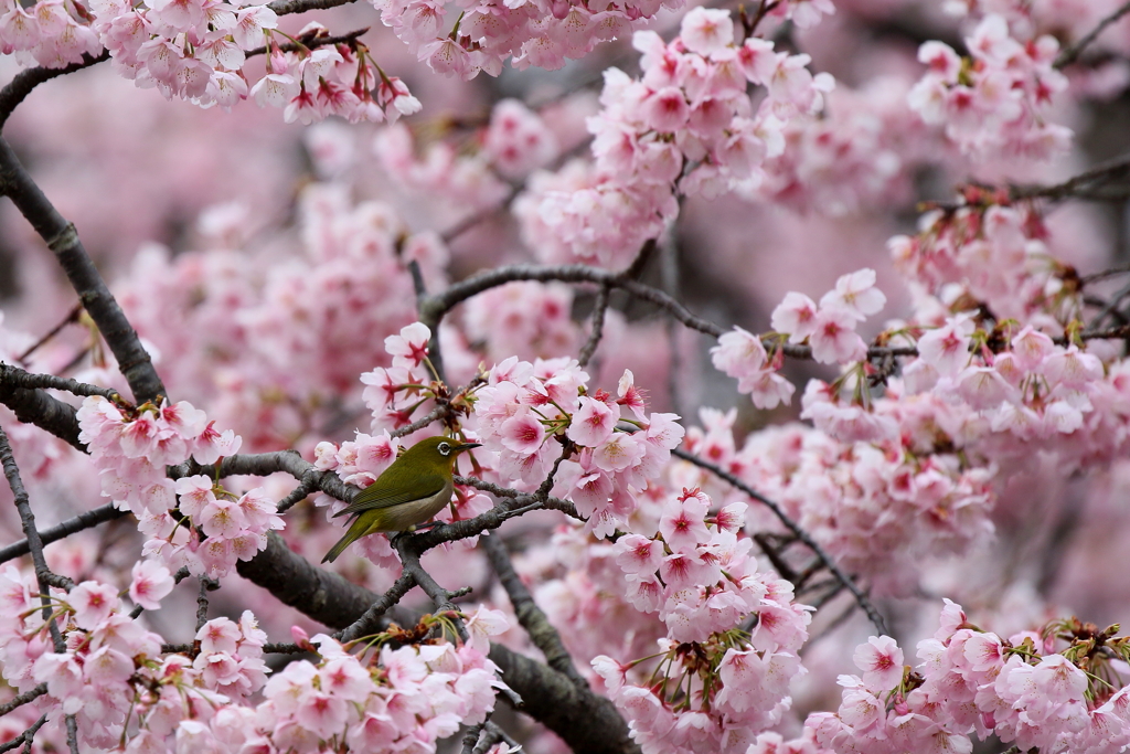 桜メジロ