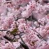 桜メジロ