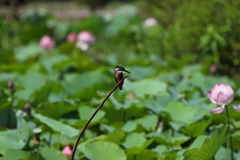 今度は花に停まってね！