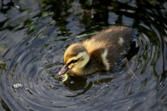 ちびカル４