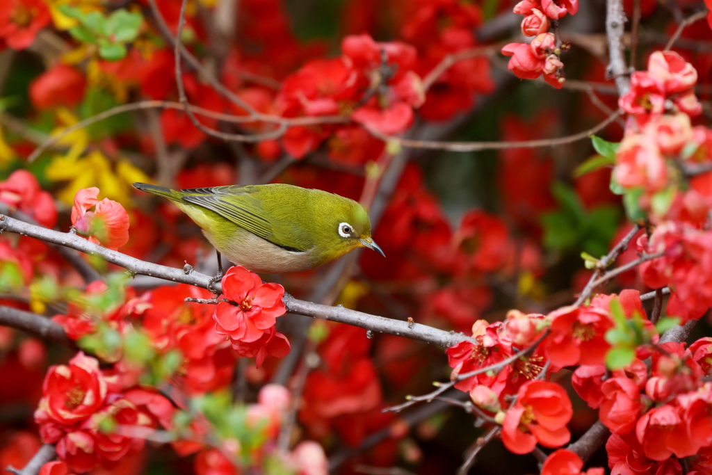 ボケメジロさん