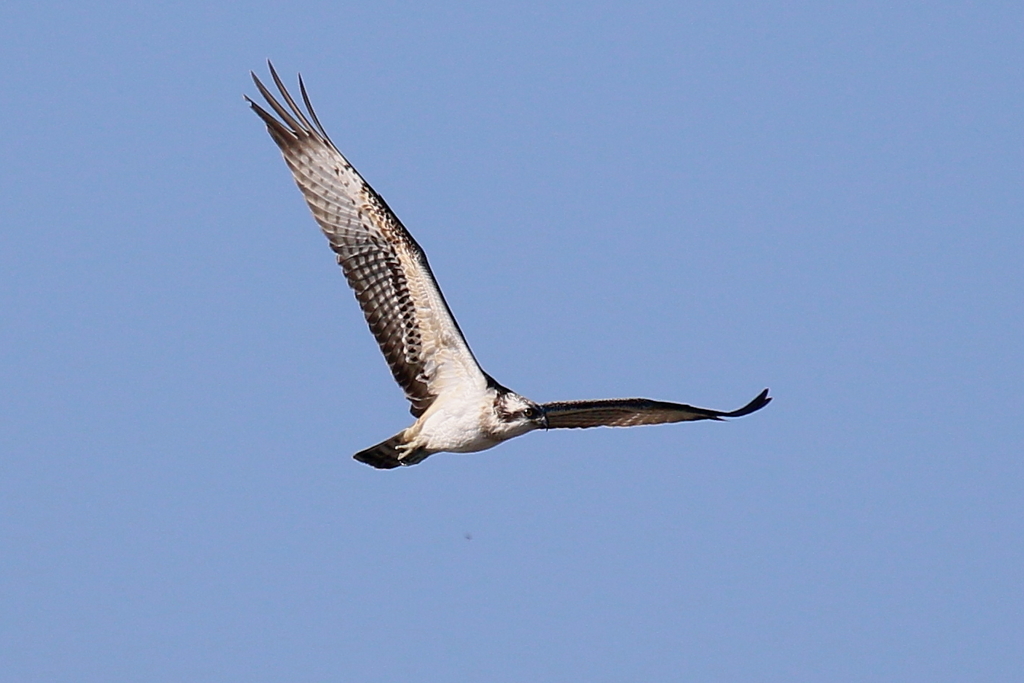 ミサゴ若君？２