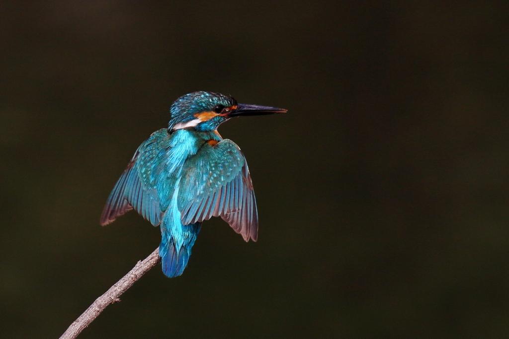 カワセミパパさん２
