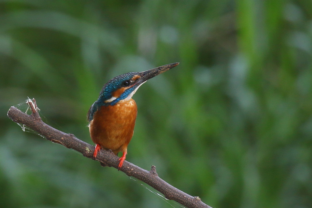 今日のパパカワ２