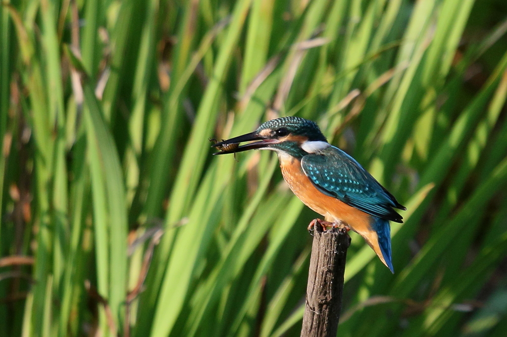 若セミトンボ４