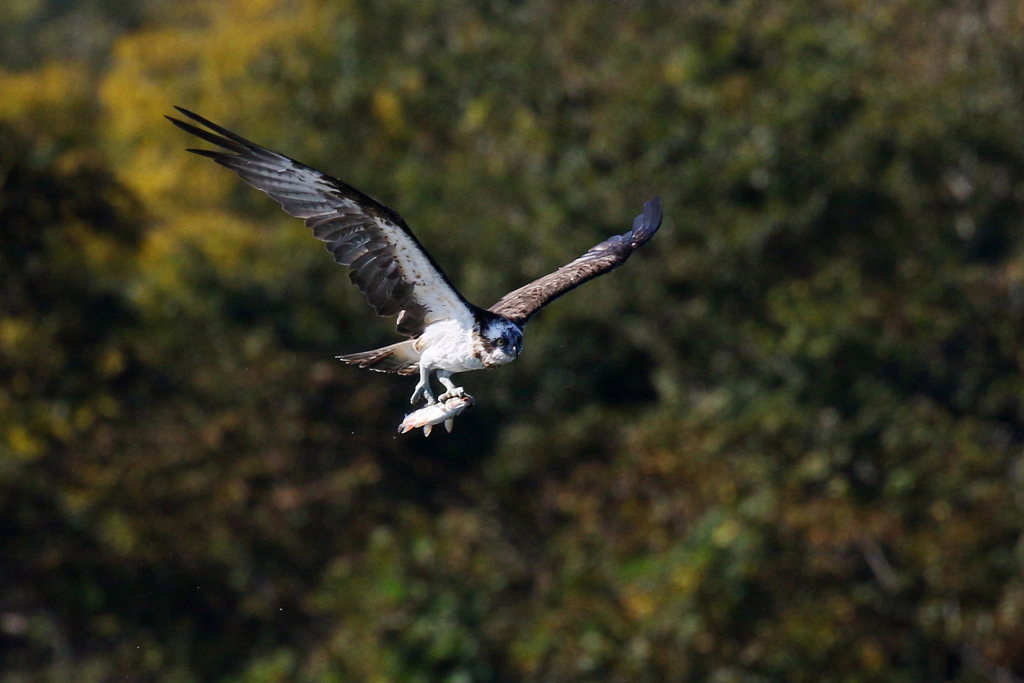 お魚何かな？２