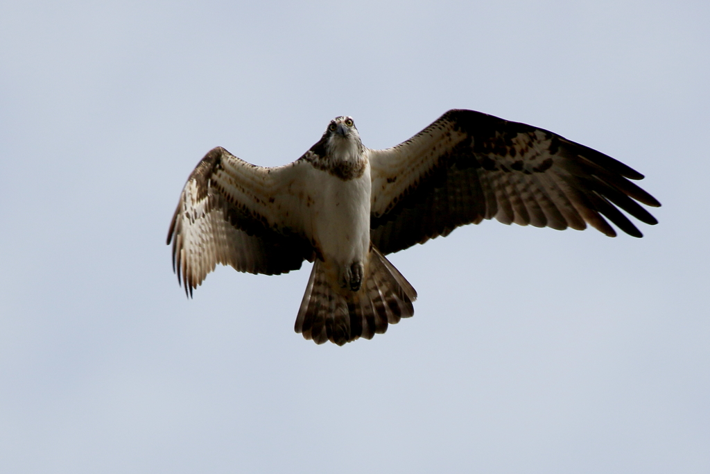 今日のミサゴ君