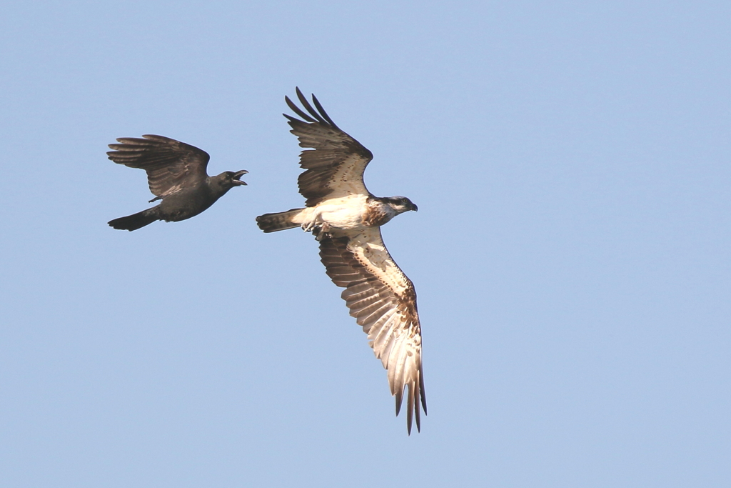 魚ちょーだい３