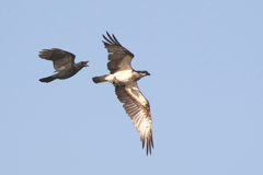 魚ちょーだい３