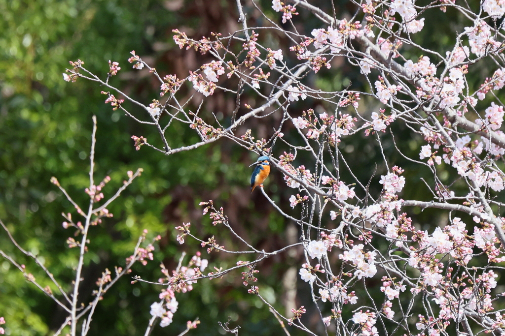 桜カワセミ