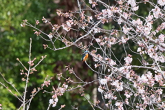 桜カワセミ