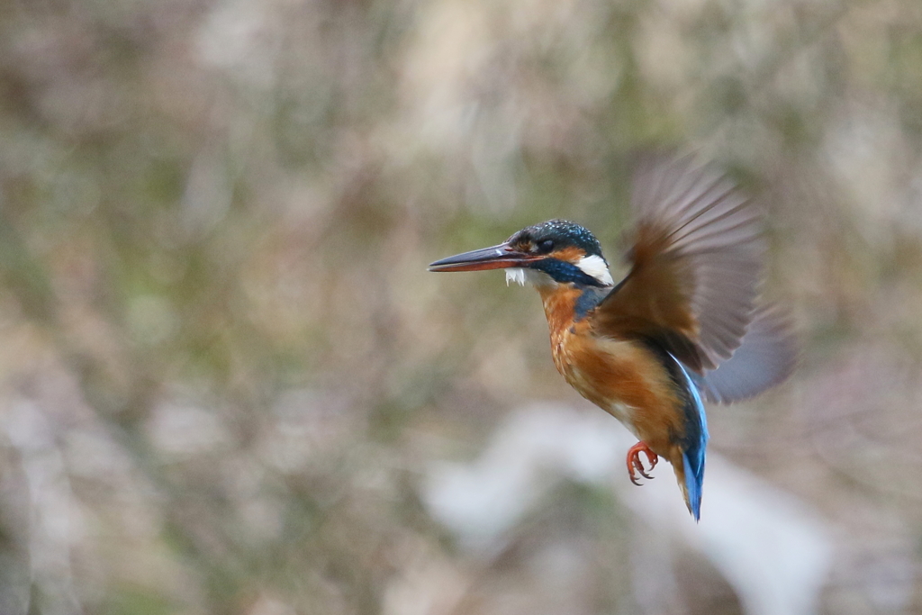 カワ子ちゃんホバ３