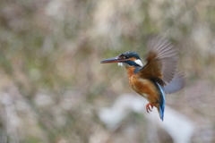 カワ子ちゃんホバ３