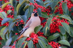 食べ頃１