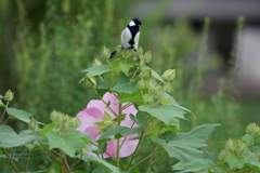 シジュウカラ
