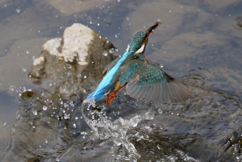 今日のカワ子ちゃん