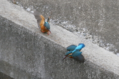 カワセミペアー１