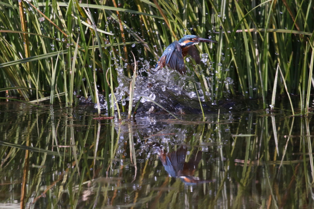 本日もお頭無し