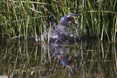 本日もお頭無し