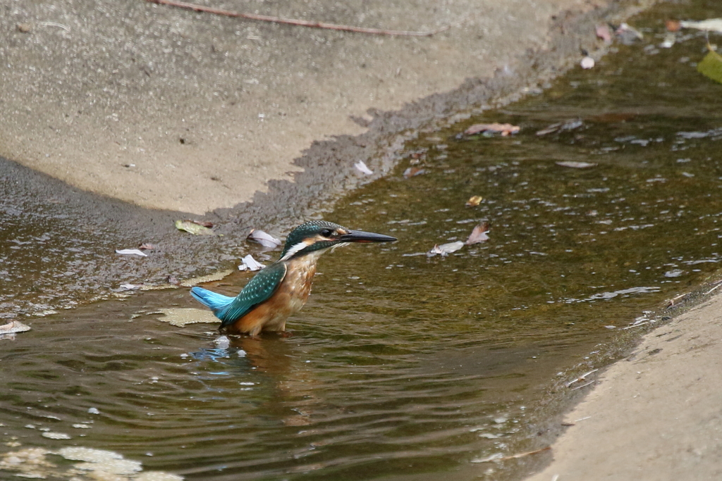 ちょっと考え中