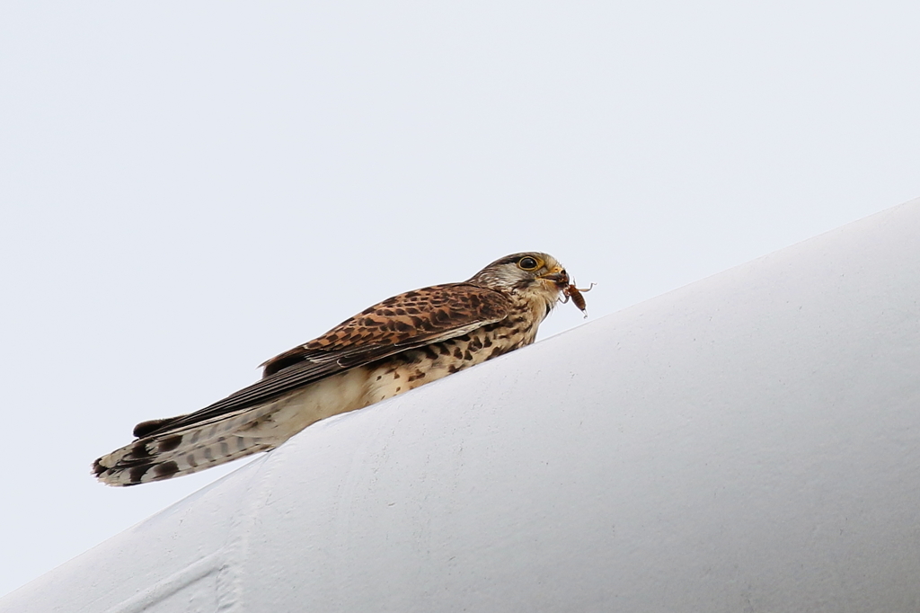 チョウゲンママ４