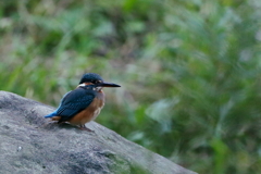夕暮れカワセミ