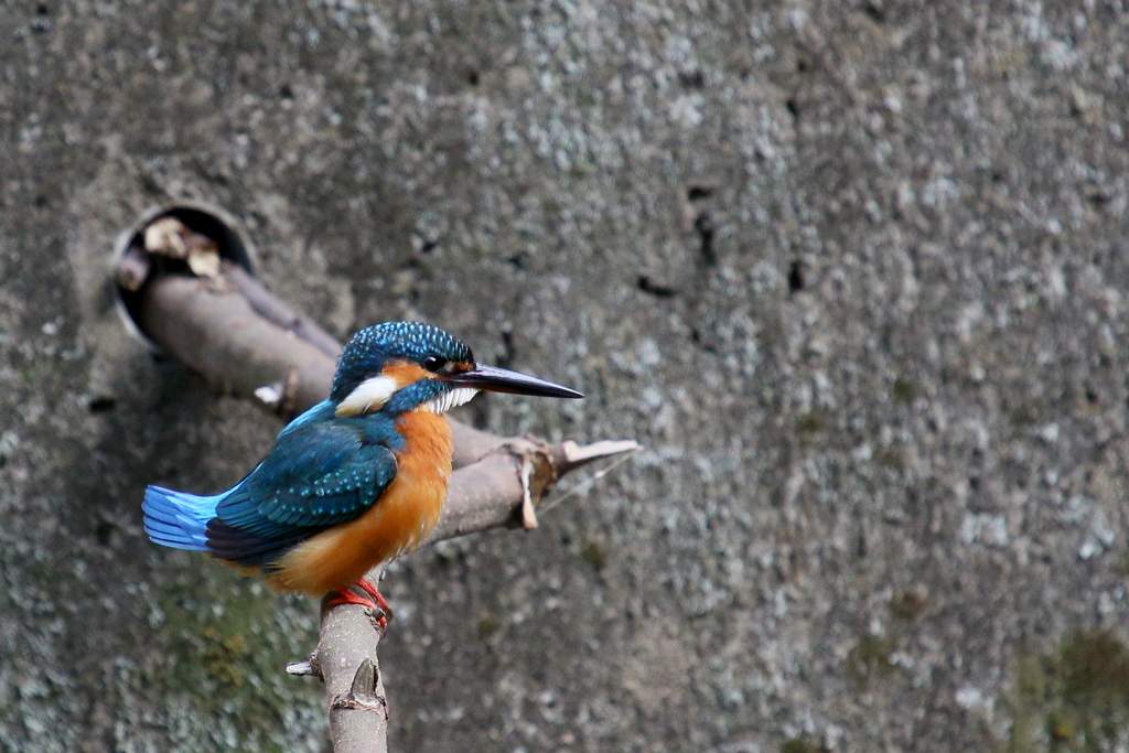 あらっ・・かわいいこと