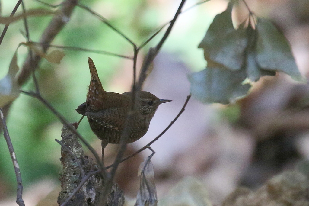 ミソサザイさん２