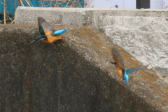 カワセミペアー３