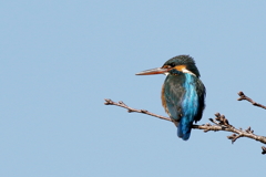 青空カワセミさん