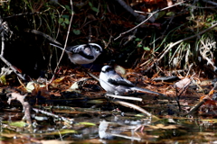 エナガちゃん２