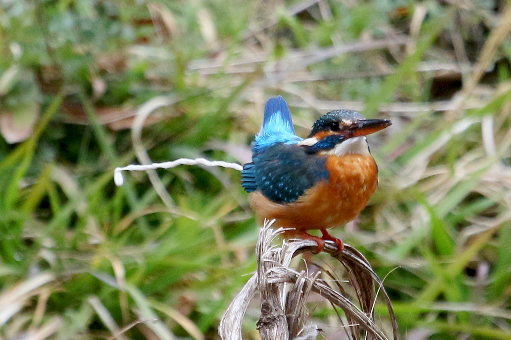 今日のカワ子ちゃん
