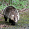 アナグマさん３