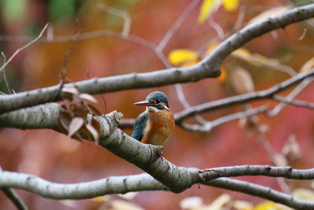 初見 初撮り モミカワ