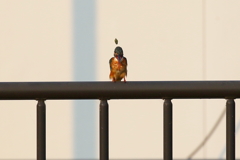 ペリット１