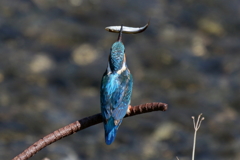 カワセミ君３　あゆで～す