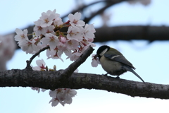 桜シジュウカラ