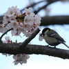 桜シジュウカラ