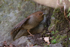 カヤクグリ１