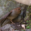 カヤクグリ１