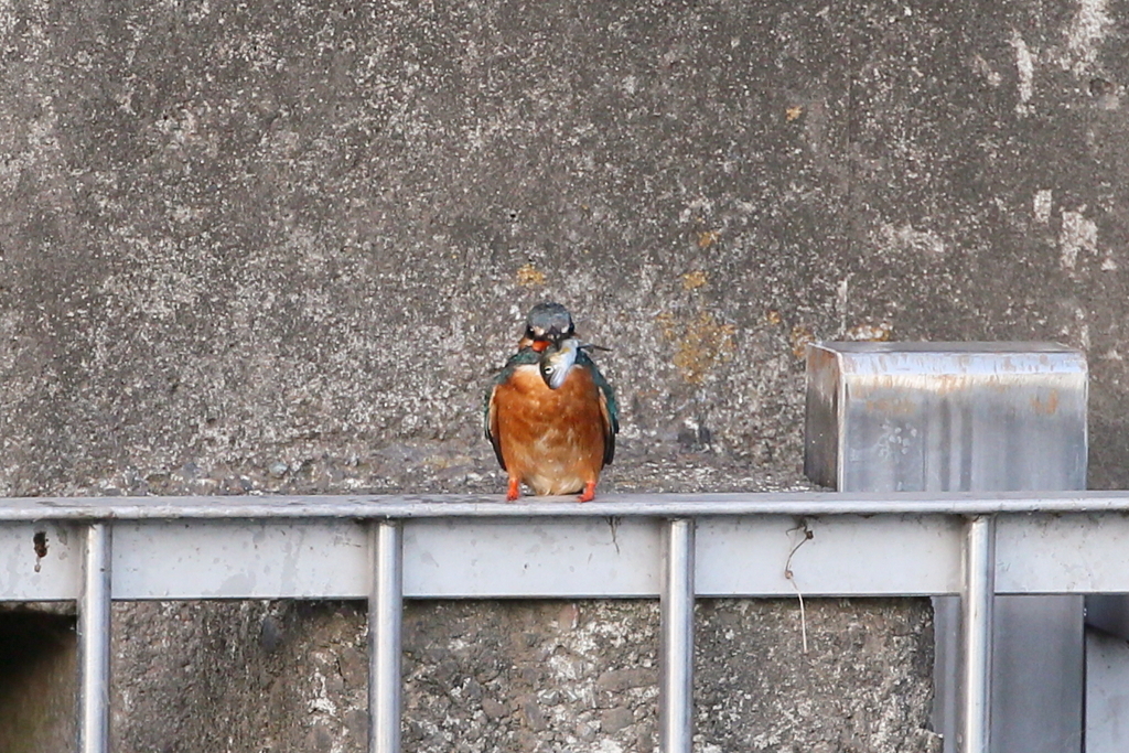 カワセミかあちゃん　あゆで～す