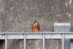 カワセミかあちゃん　あゆで～す