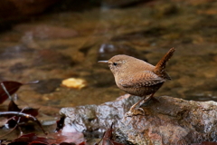 ミソサザイさん２