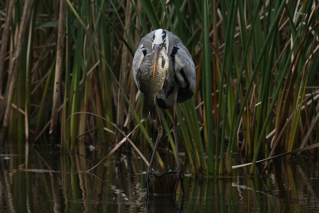 ムリだってば！